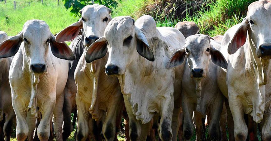 San Martín impulsa una ganadería productiva y sustentable