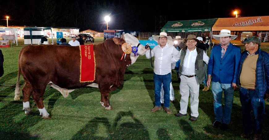 Avanza la crianza de vacunos Fleckvieh/Simmental