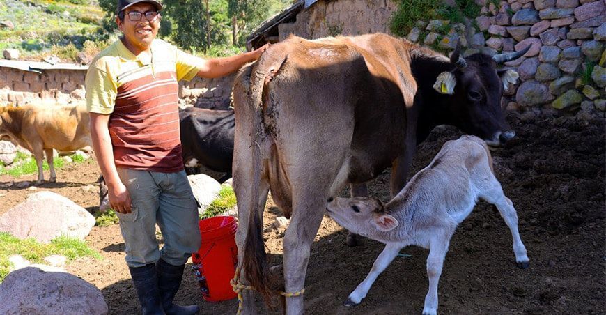 ganadería lechera productor leche Perú