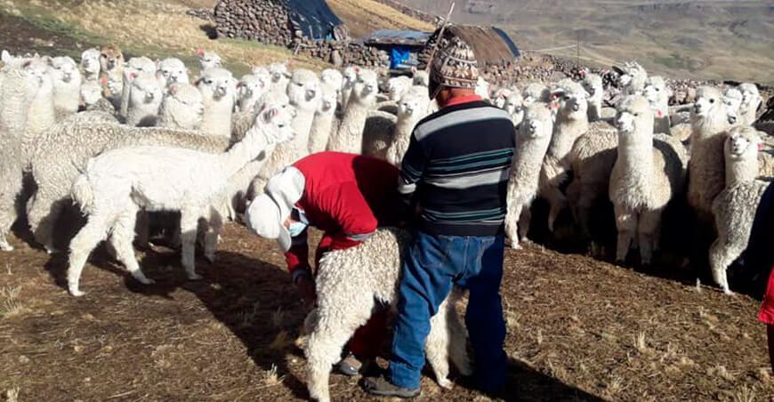 ganaderos de alpacas Perú