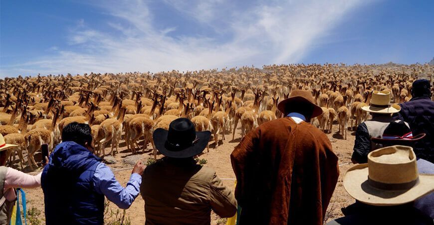 Chaccu de vicuñas