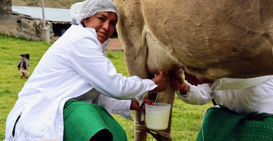 ganaderos lecheros, productores de leche Perú