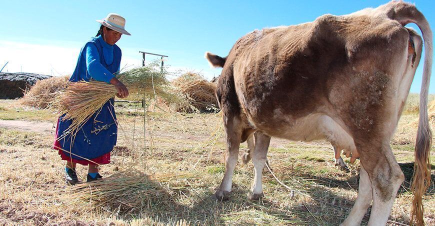 mejoramiento productivo de la actividad ganadera en el Perú