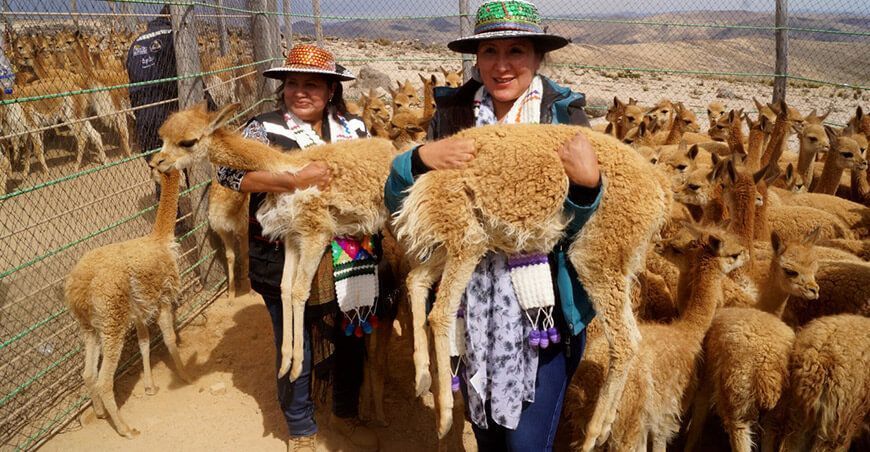 Vicuñas