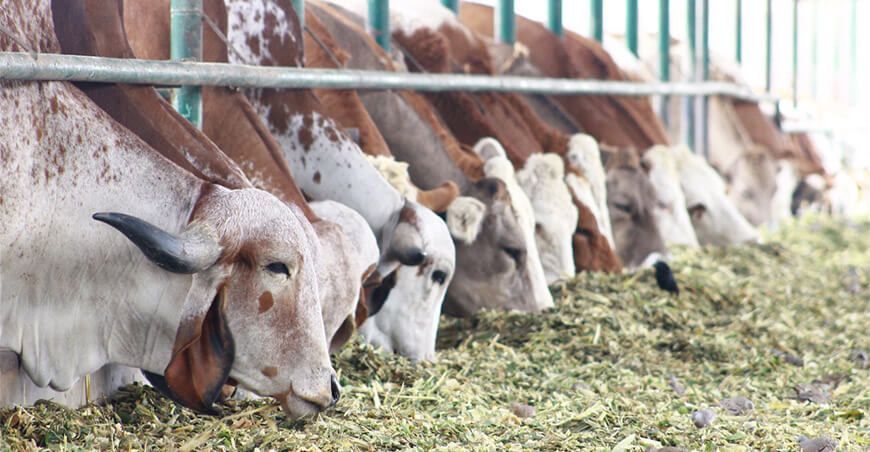INIA produce embriones de ganado de alta calidad genética en Huaral