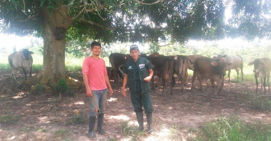 productores de Iparia se capacitan en mejoramiento genético en bovinos