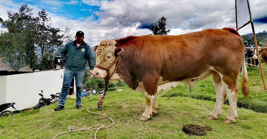 ganadería bovina toro Simmental Amazonas