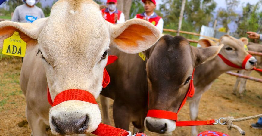 ganado vacuno brown swiss Ayacucho Perú