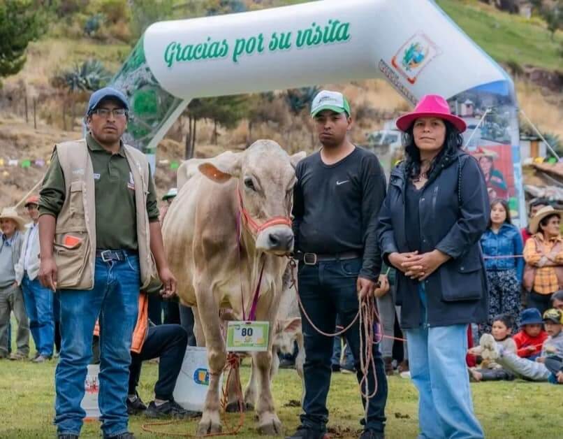 El éxito de la inseminación artificial destaca en las ferias ganaderas de Bolognesi en Ancash con razas Brown Swiss