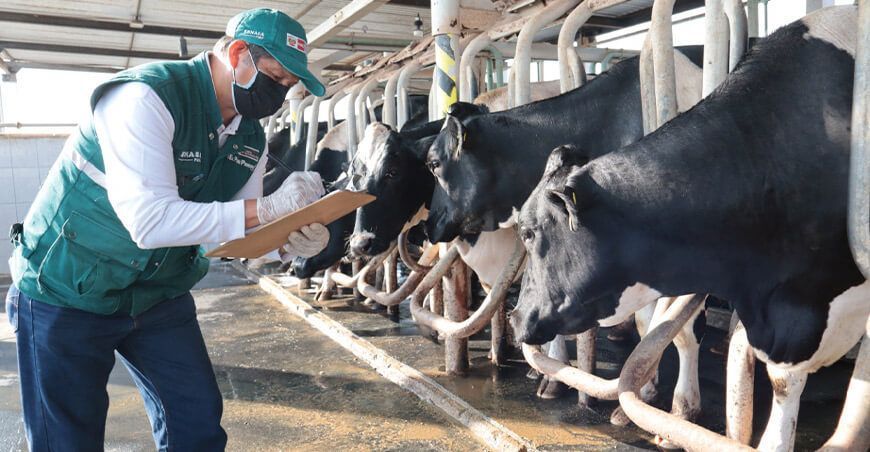 Senasa certifica 17 establos de ganado lechero libres de brucelosis bovina