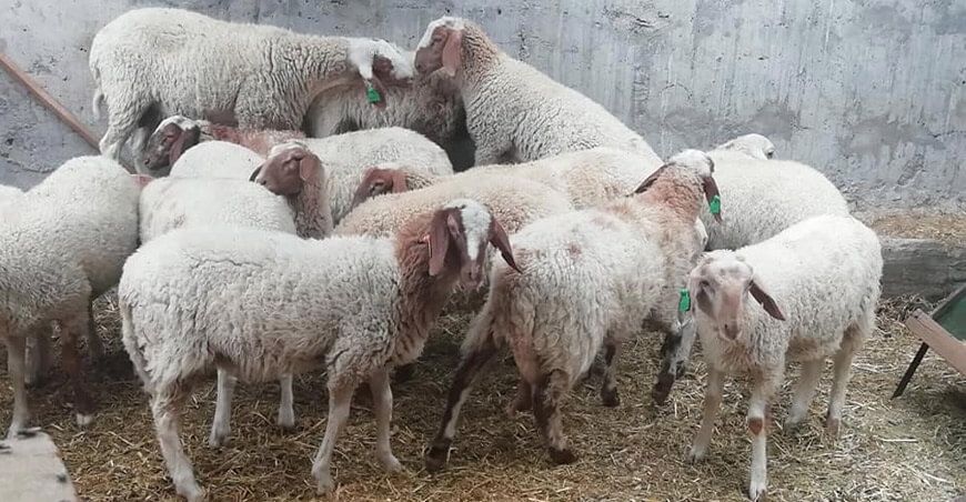 ovinos Texel (carne) y Assaf (leche)