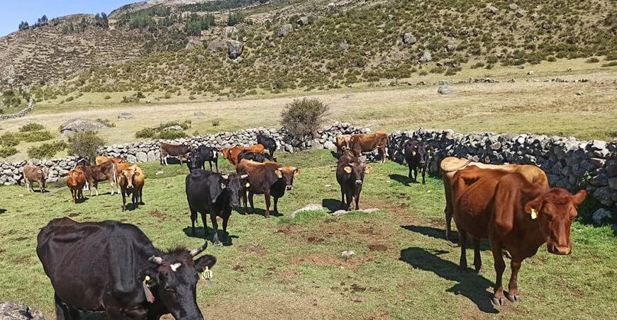 INIA instalará núcleo genético regional de ganado vacuno en Apurímac