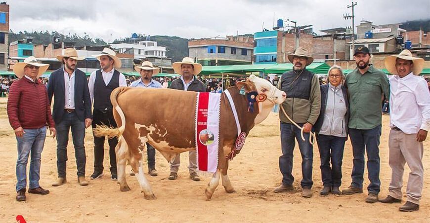 ganado vacuno raza Fleckvieh Perú