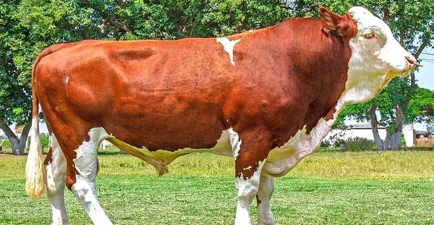 ganado vacuno toro simental