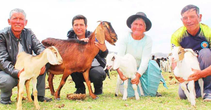 Productores huancavelicanos impulsan elaboración de queso fresco de cabra