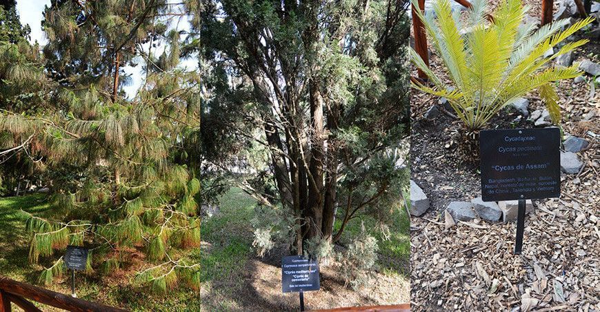 Inauguran jardín botánico más grande de Lima