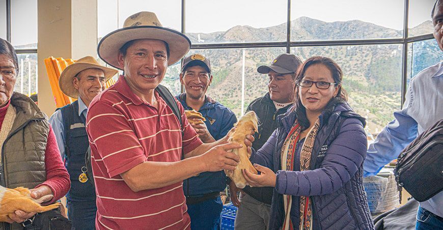 Impulsan el desarrollo económico en Grau a través de la crianza de cuyes raza Perú