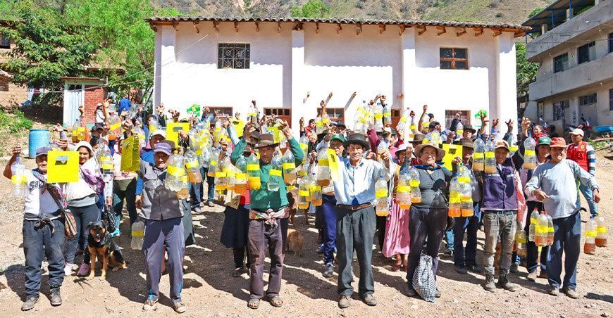 productores intensifican la lucha contra la mosca de la fruta producción hortofrutícola Ayacucho Perú