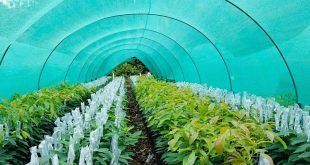 Entregarán 262 000 plantones a productores de Huanta y La Mar en Ayacucho Perú