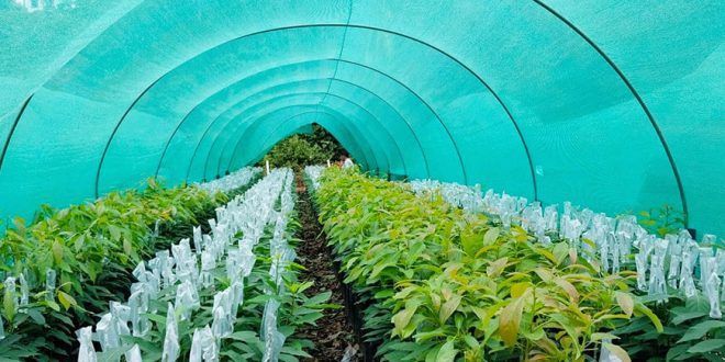 Entregarán 262 000 plantones a productores de Huanta y La Mar en Ayacucho Perú