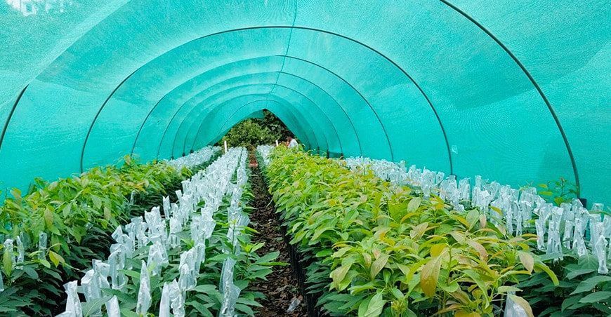 Entregarán 262 000 plantones a productores de Huanta y La Mar en Ayacucho Perú
