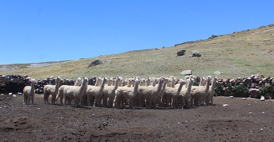 Fortalecimiento de la sanidad de alpacas en la comunidad Huacos, Lima