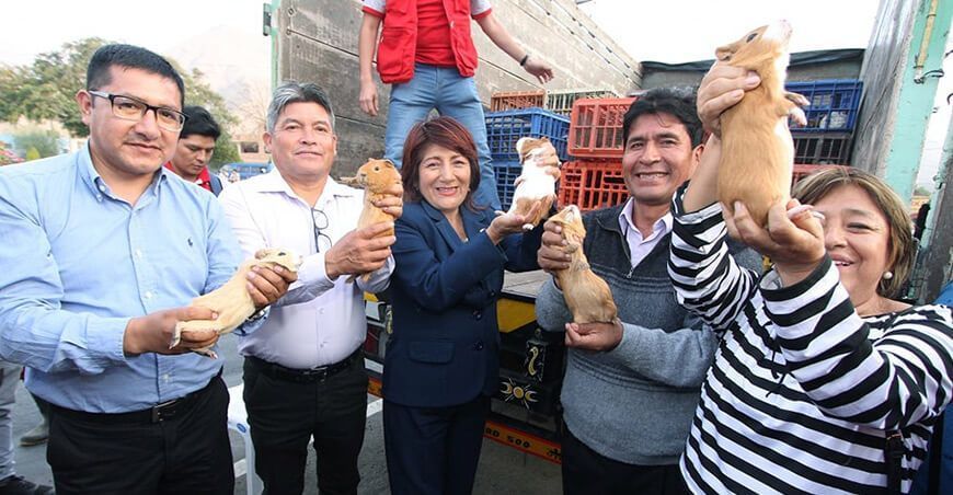 Asociación de Santa Rosa de Quives recibe 1870 cuyes reproductores GORE Lima