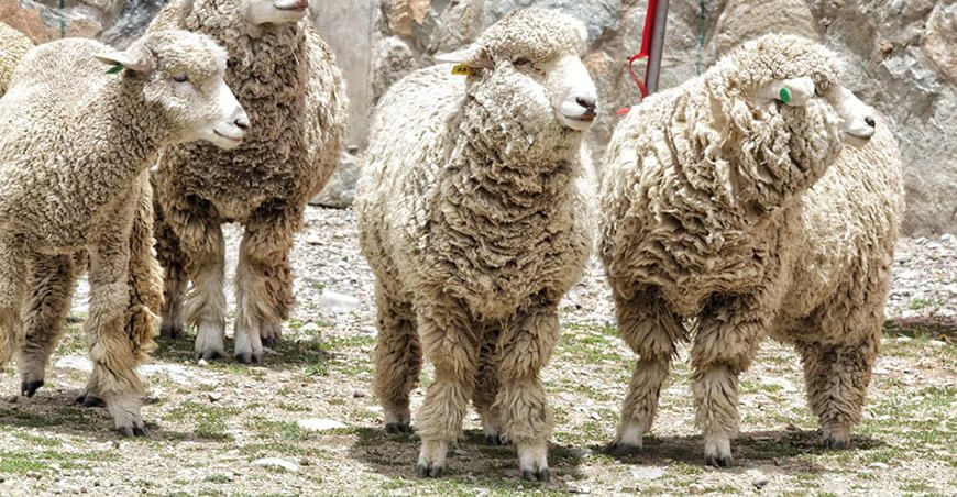 Comunidad de Acobamba recibe ovinos Corriedale reproductores para mejora genética