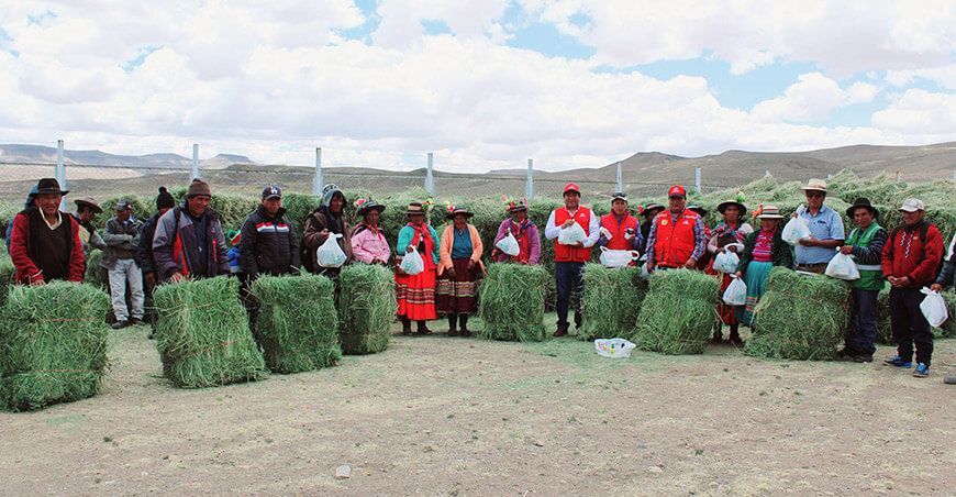 GORE Moquegua entrega pacas de alfalfa a productores de camélidos en Ubinas
