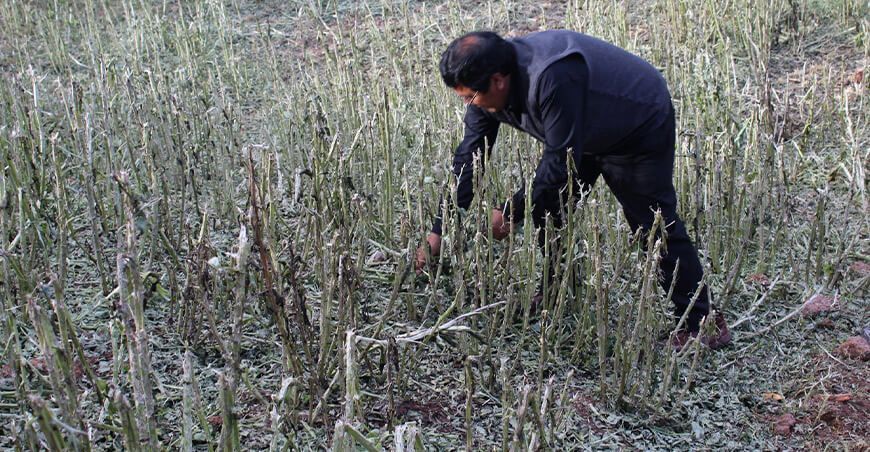 granizada daño cultivos en Huancavelica