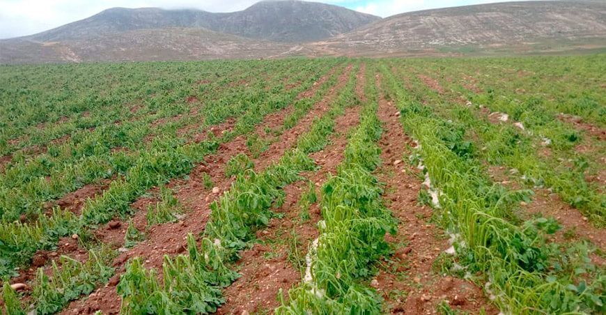 heladas y granizada afecta a cultivos Junín