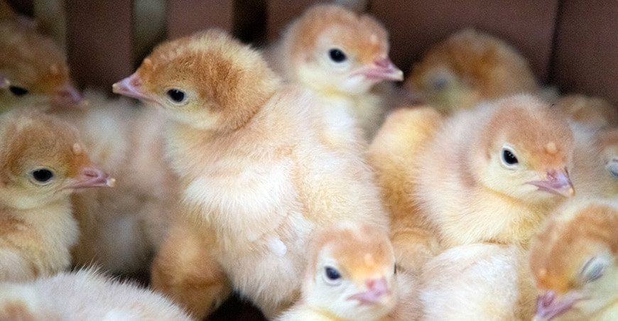 Southern Perú aporta capital semilla para viabilizar granja de pavos en Tacna