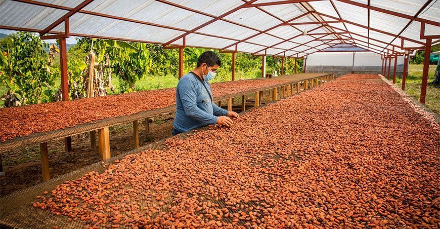 exportación de cacao orgánico en grano Junín Perú