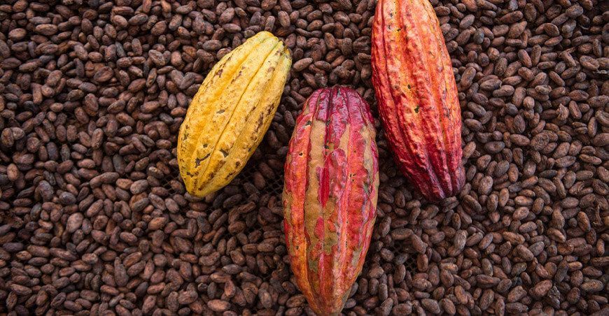 granos de cacao peruano