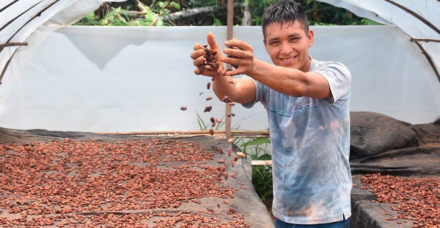 secado granos de cacao Perú