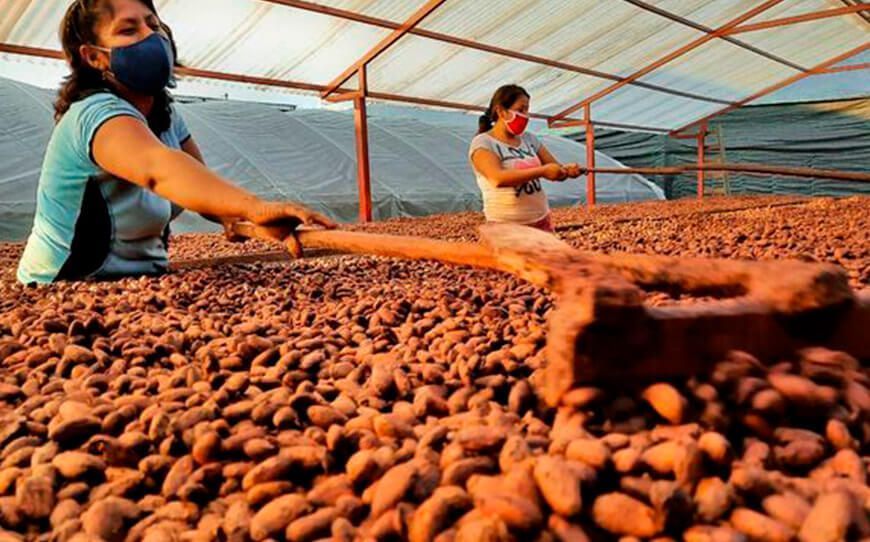 Granos de cacao para exportar