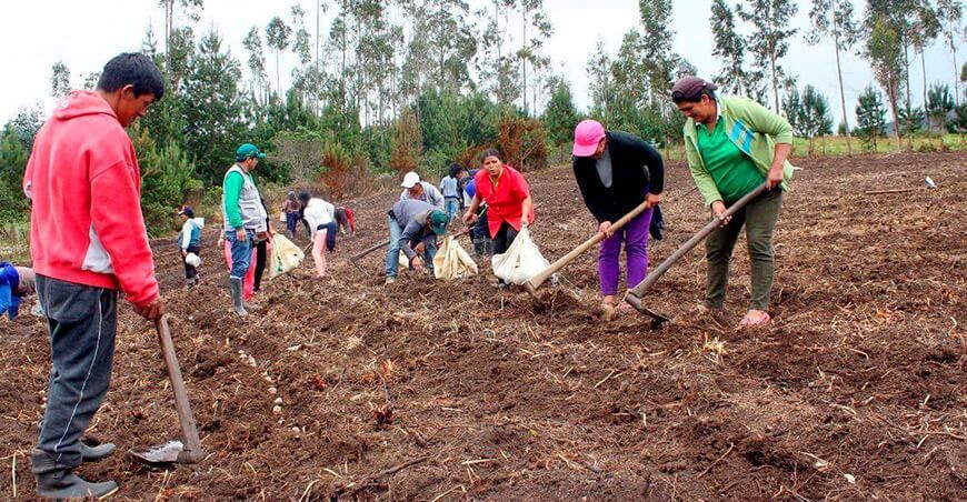 uso de guano de las islas más fertilizantes alternativos y promoción de la agricultura orgánica. 