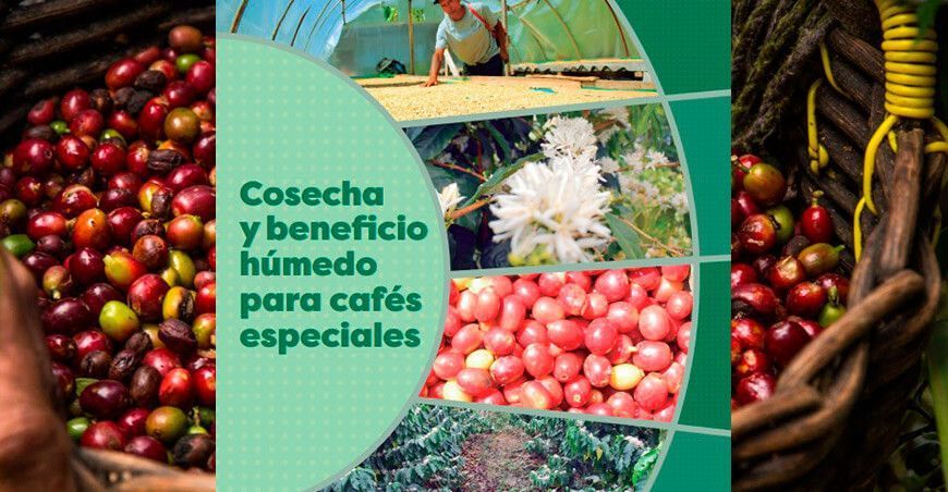 Guía cosecha y beneficio húmedo para cafés especiales INIA Perú