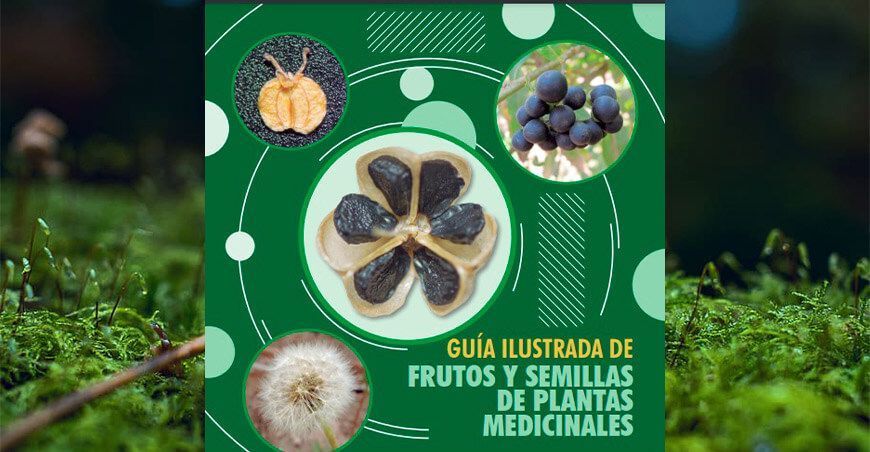 Guía ilustrada de frutos y semillas de plantas medicinales