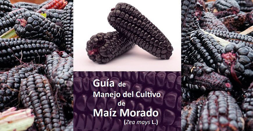 Guía de manejo del cultivo de maíz morado