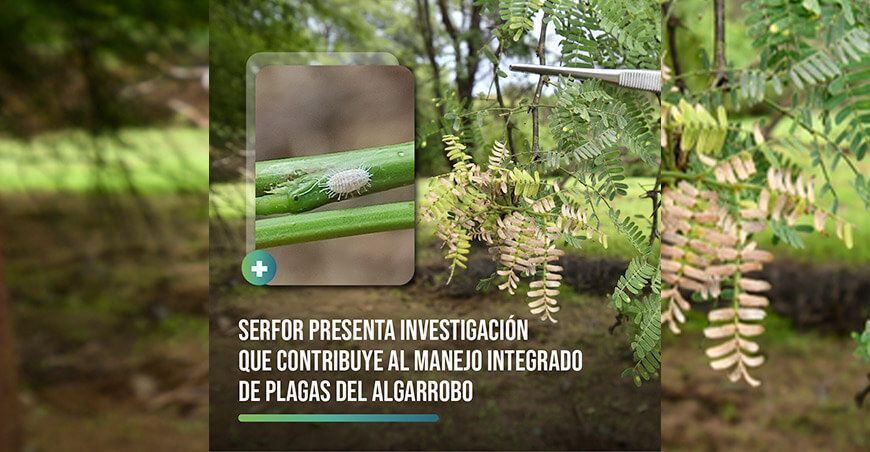 Guía para el manejo integrado de plagas del algarrobo