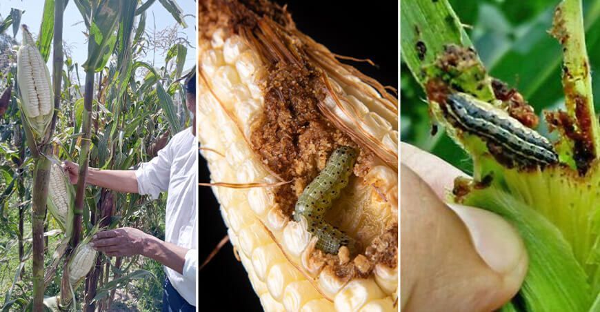 el gusano cogollero del maíz Sanidad Vegetal