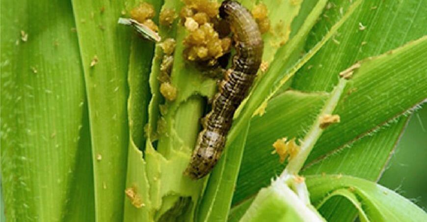 Con tecnología ecológica buscan combatir el gusano cogollero del maíz