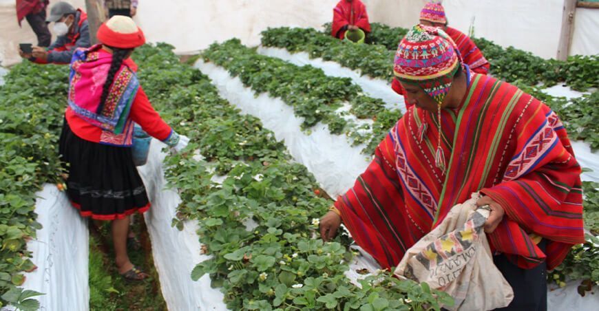 productores de fresa en invernaderos o fitotoldos Perú