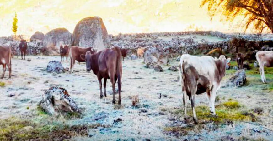 bajas temperaturas están afectando a los animales ocasionándole enfermedades como la neumonía