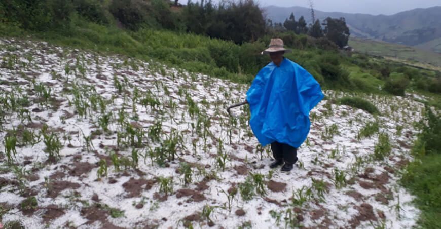 Heladas, granizado cultivos de la sierra Perú