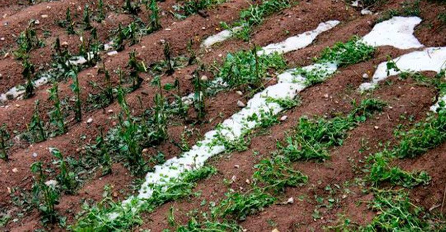 heladas y granizada afecta a cultivos Junín