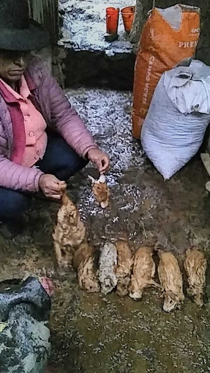 heladas y granizada dañan cultivos Perú