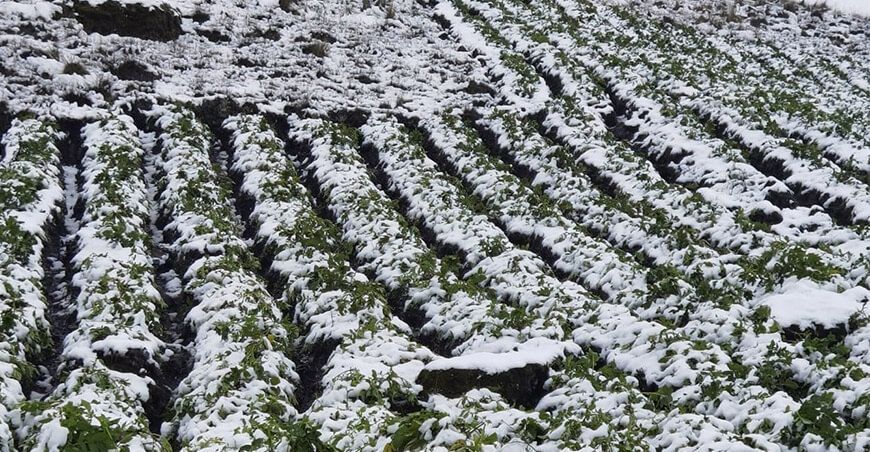 heladas y nevadas dañan cultivos en Puno
