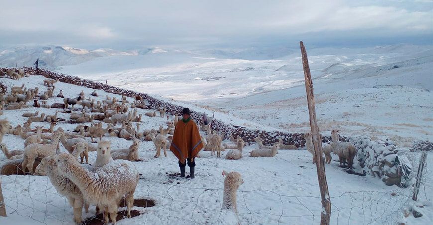 Heladas y nevadas afectan ganadería en Moquegua